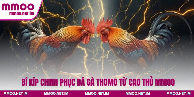 Bí kíp chinh phục đá gà Thomo từ cao thủ MMOO