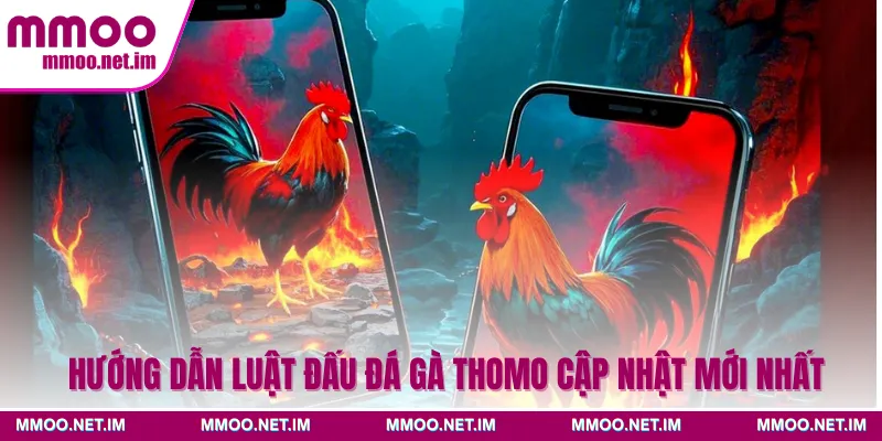 Hướng dẫn luật đấu đá gà Thomo cập nhật mới nhất