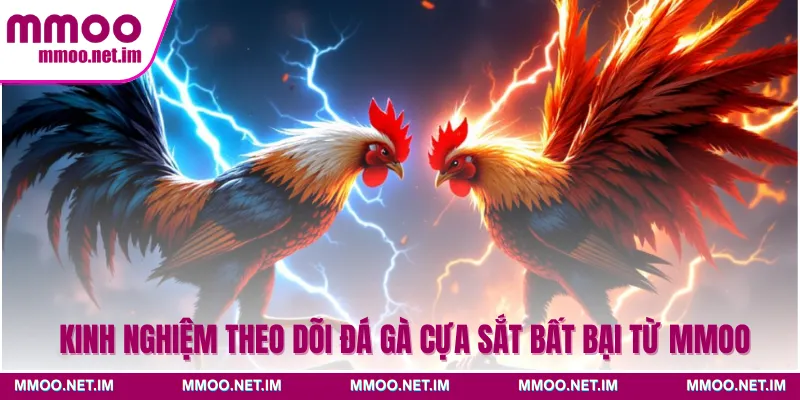 Kinh nghiệm theo dõi đá gà cựa sắt bất bại từ MMOO