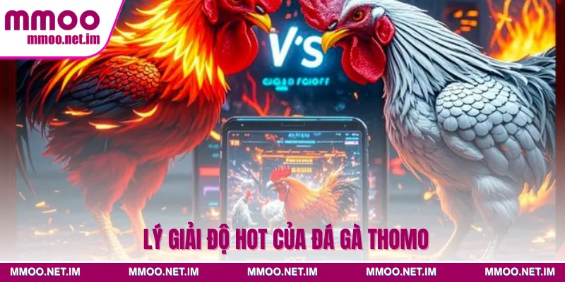 Lý giải độ hot của đá gà Thomo